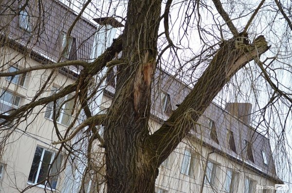 У луцькому «парку Горького» зрізують найстаріші дерева. ФОТО