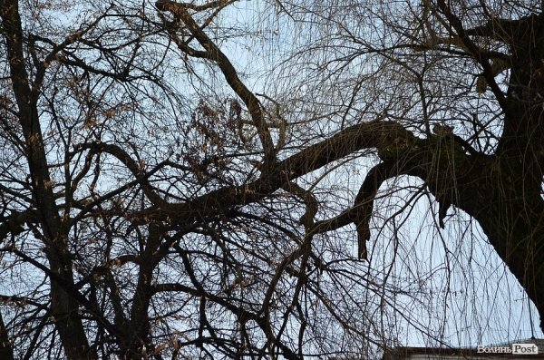 У луцькому «парку Горького» зрізують найстаріші дерева. ФОТО