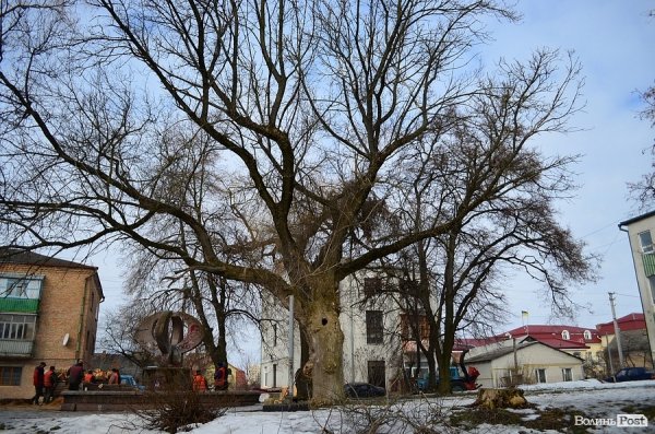У луцькому «парку Горького» зрізують найстаріші дерева. ФОТО