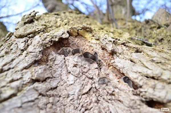У луцькому «парку Горького» зрізують найстаріші дерева. ФОТО