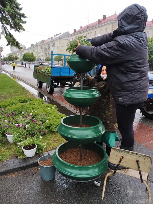 Вулиці Луцька прикрасили живими квітами. ФОТО