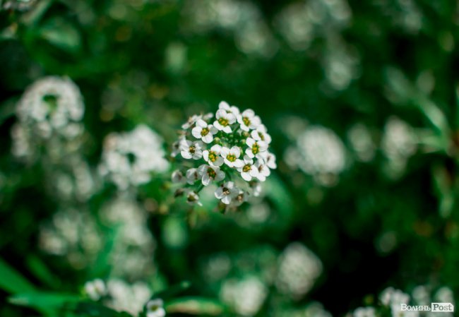 Барвиста краса: літній Луцьк потопає у квітах. ФОТО