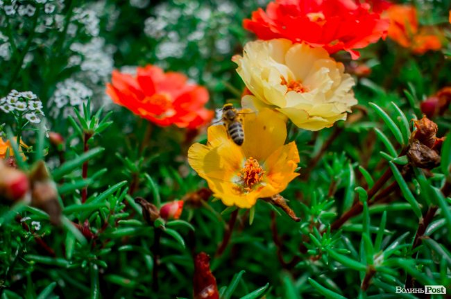 Барвиста краса: літній Луцьк потопає у квітах. ФОТО