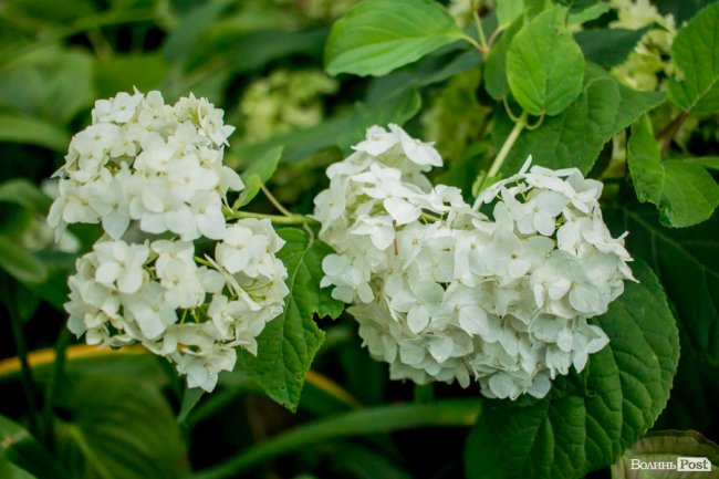 Барвиста краса: літній Луцьк потопає у квітах. ФОТО