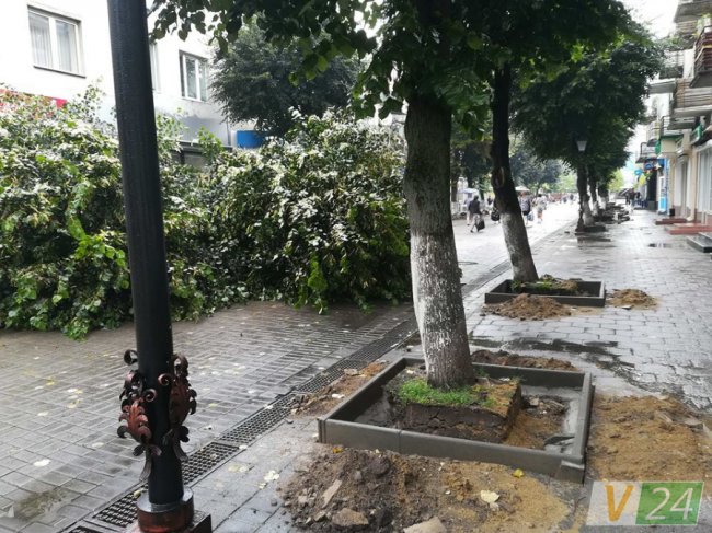 У центрі Луцька завалилося дерево. ФОТО