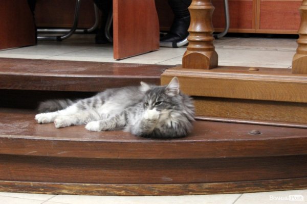 Сексуальне виховання та ідеалізовані шлюби: у Луцьку презентували книгу про інтимну культуру