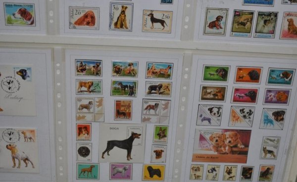 Виставка поштових марок «Свійські тварини» у Луцьку. ФОТО