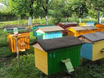 Біля Нововолинська невідомі викрали два вулики з дачі