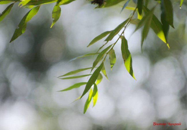 У Луцьку гине парк, - фотограф