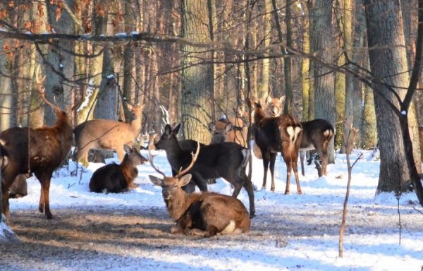 Плямисті олені - не дивина для господарства. Рідкість - благородні олені