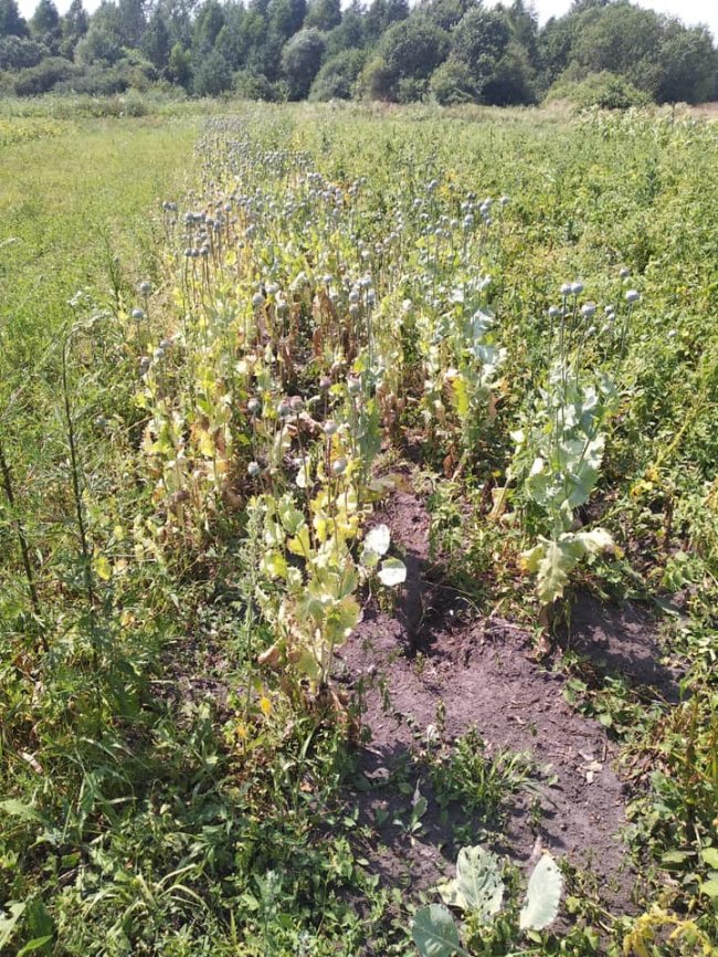 У Ківерцівському районі  поліцейські на городі знайшли великі посіви снодійного маку