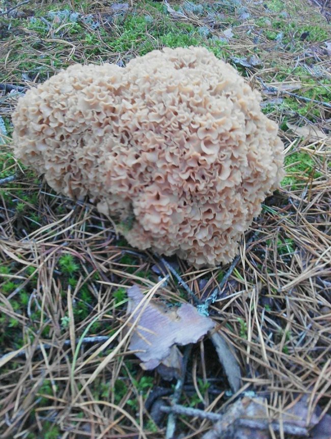 У шацькому лісі знайшли рідкісний «гриб-баран». ФОТО