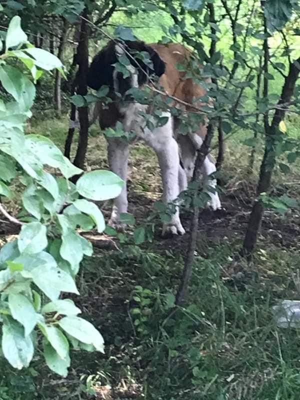 У лісі під Луцьком знайшли собаку, якого прив’язали до дерева і залишили напризволяще. ФОТО