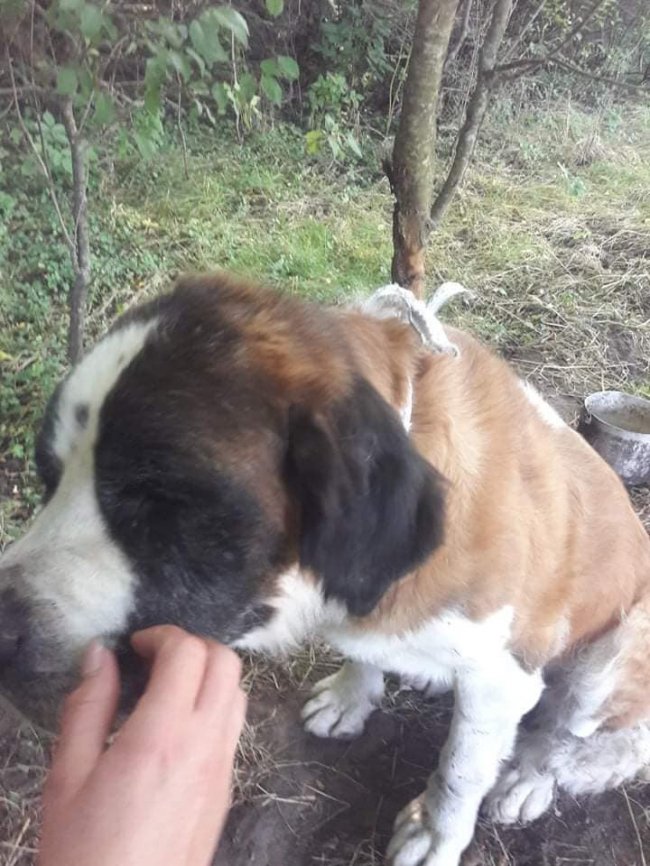 У лісі під Луцьком знайшли собаку, якого прив’язали до дерева і залишили напризволяще. ФОТО