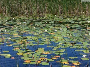 Шацькі озера охоронятимуть краще