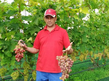 Одне гроно – 2,5 кілограми: волинський аграрій вирощує понад пів сотню сортів винограду. ФОТО