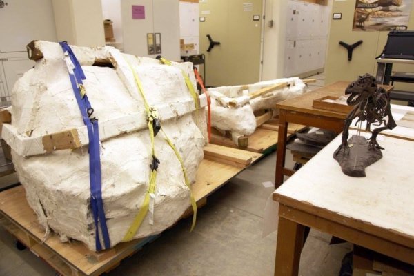 У США розкопали рідкісний череп тиранозавра вагою 2,5 тонни. ФОТО