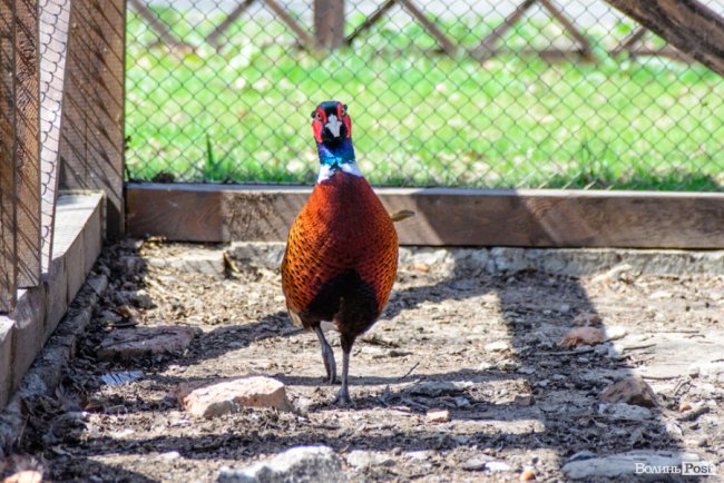 Пернатий «випускний»: на Волині у дику природу випустили фазанів. ФОТОРЕПОРТАЖ
