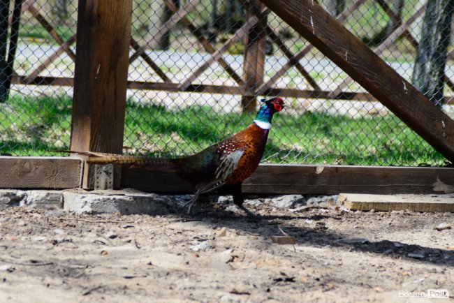 Пернатий «випускний»: на Волині у дику природу випустили фазанів. ФОТОРЕПОРТАЖ