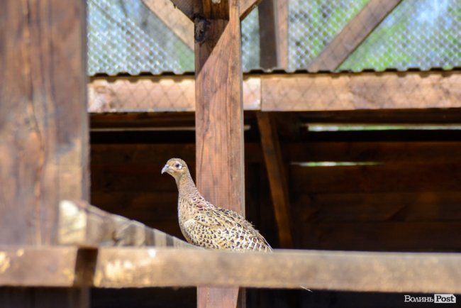 Пернатий «випускний»: на Волині у дику природу випустили фазанів. ФОТОРЕПОРТАЖ