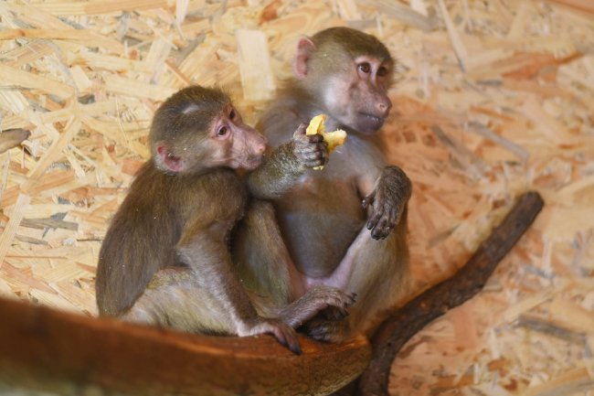 У Луцькому зоопарку – нові мешканці. ФОТО