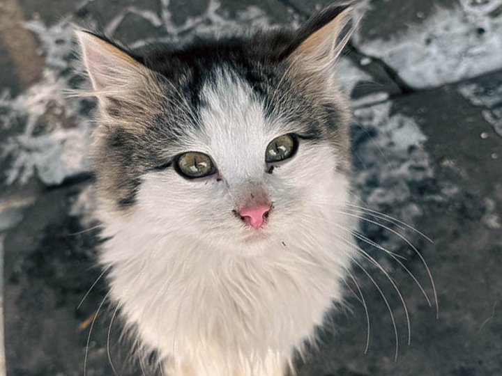 Бійці волинської бригади прилаштували у родину кошеня з фронту