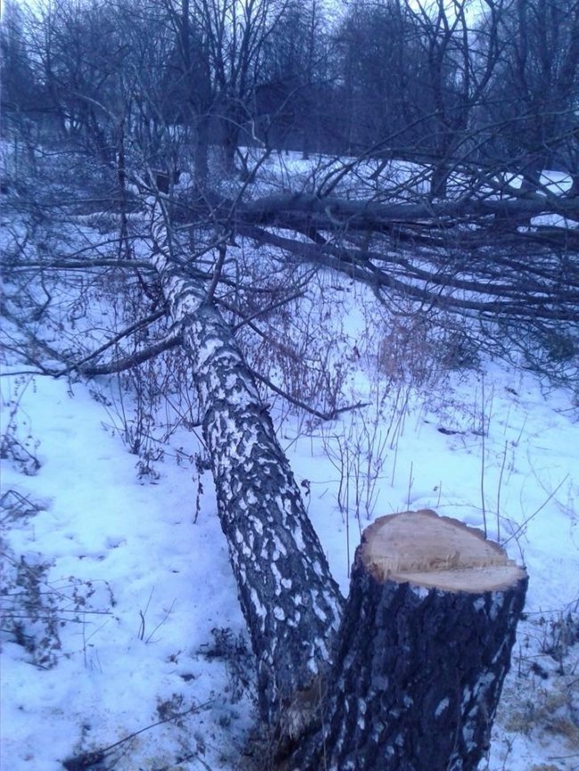 У Луцьку спиляли здорові дерева