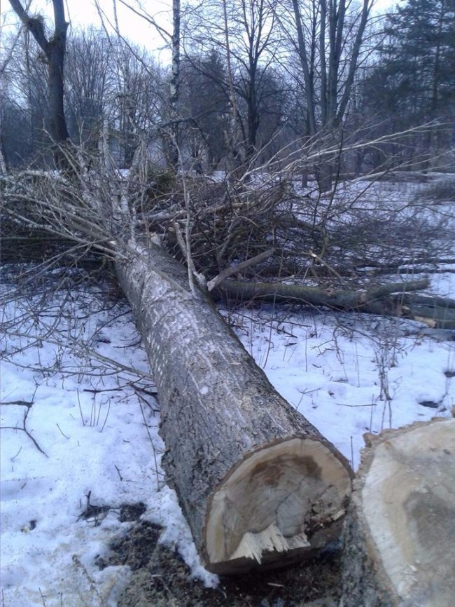 У Луцьку спиляли здорові дерева