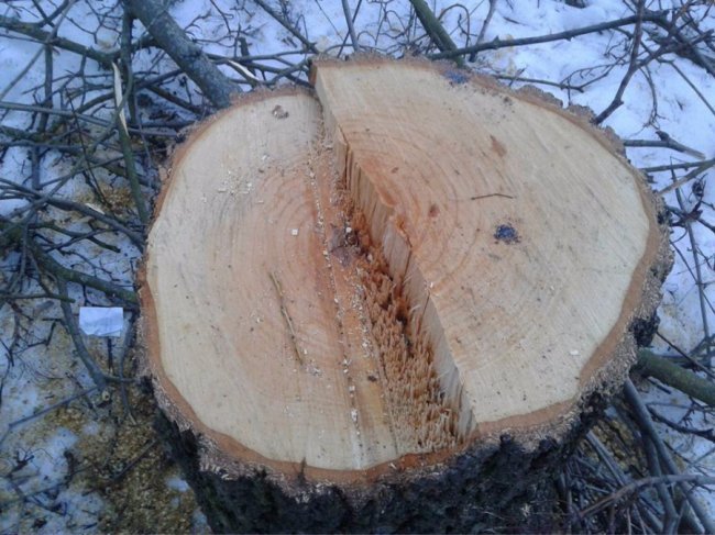 У Луцьку спиляли здорові дерева