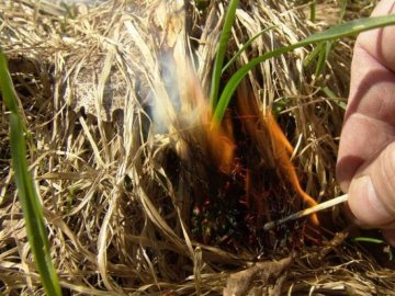 На Волині впіймали палія трави 