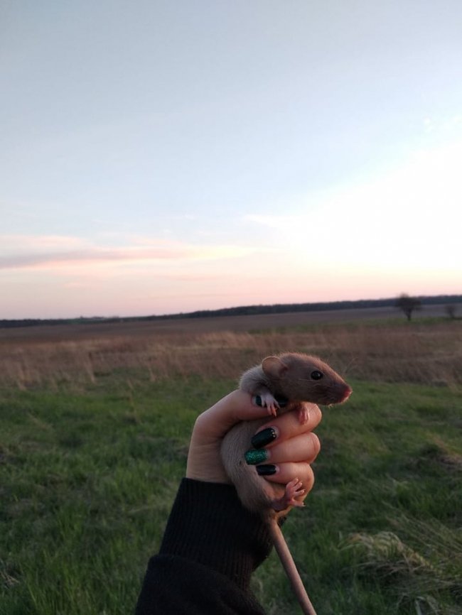 Всесвітній день домашніх тварин: волиняни показали фото і розповіли зворушливі історії своїх улюбленців