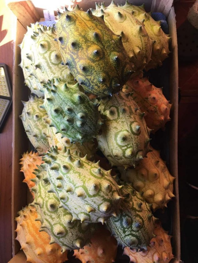 Волинянка вирощує понад 50 сортів гарбузів. ФОТО