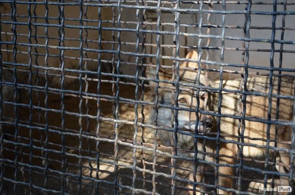 Луцькі депутати надумали врятувати зоопарк. ФОТО