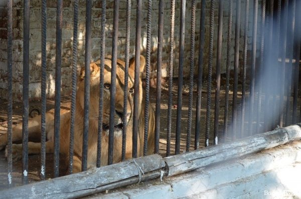 Луцькі депутати надумали врятувати зоопарк. ФОТО