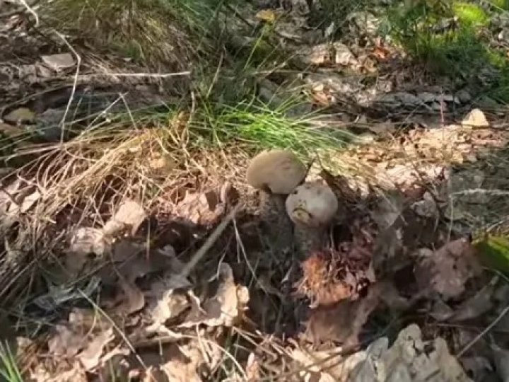Білі, лисички та рижики: у лісах на Волині збирають повні відра грибів