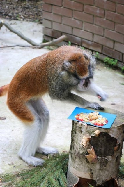 У Луцькому зоопарку в мавпочок з'явилось нове помешкання. ФОТО