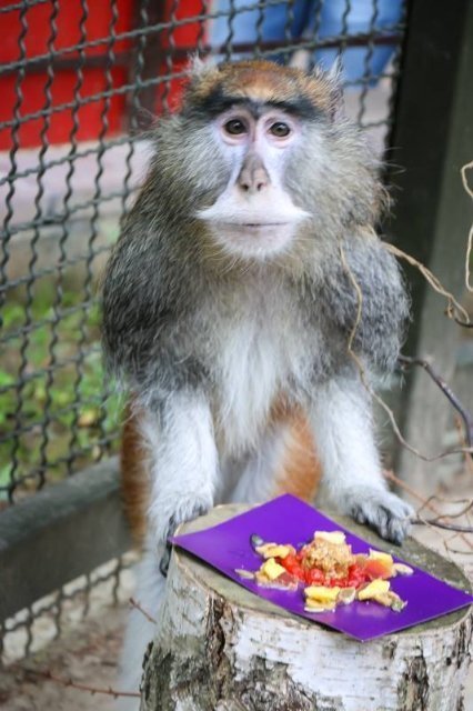 У Луцькому зоопарку в мавпочок з'явилось нове помешкання. ФОТО