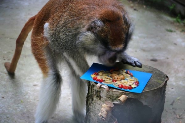 У Луцькому зоопарку в мавпочок з'явилось нове помешкання. ФОТО