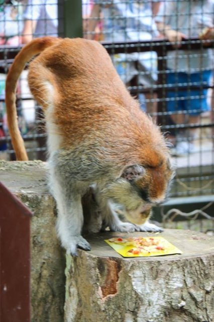 У Луцькому зоопарку в мавпочок з'явилось нове помешкання. ФОТО