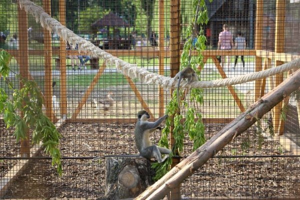 У Луцькому зоопарку в мавпочок з'явилось нове помешкання. ФОТО