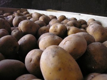 Волинським селянам безкоштовно роздають насіннєву картоплю