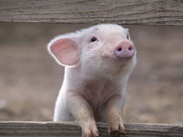 За спробу вкрасти порося на Волині судили підлітка