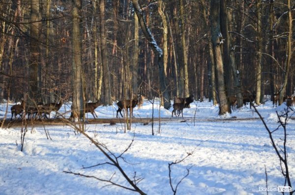 «Полювання» на волинських зубрів: звірів шукали ...по свіжих екскрементах. ФОТО