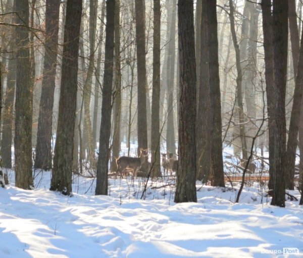 «Полювання» на волинських зубрів: звірів шукали ...по свіжих екскрементах. ФОТО