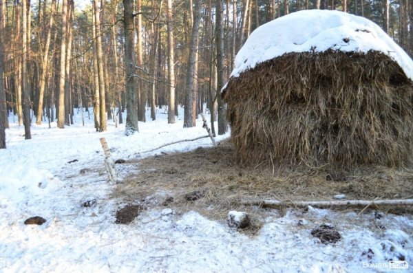 Сліди того, що тут були зубри