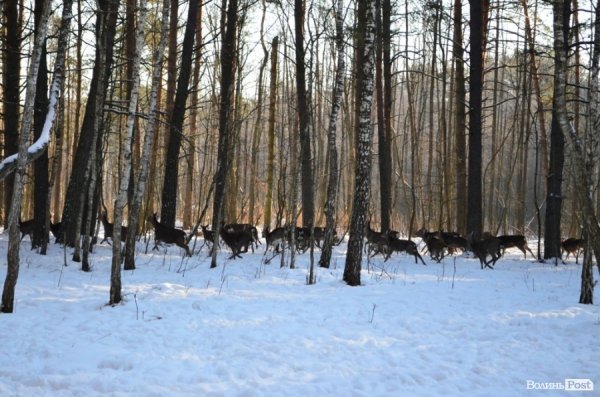 «Полювання» на волинських зубрів: звірів шукали ...по свіжих екскрементах. ФОТО