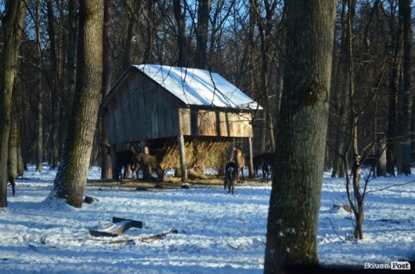 «Полювання» на волинських зубрів: звірів шукали ...по свіжих екскрементах. ФОТО