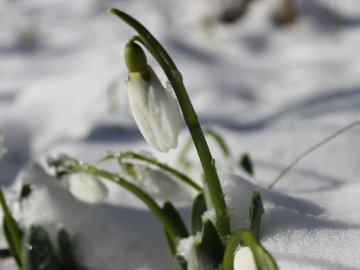 У місті на Волині зацвіли підсніжники. ФОТО