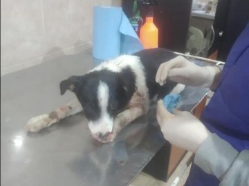 У Луцьку поліцейські врятували цуценя, яке на дорозі збила автівка