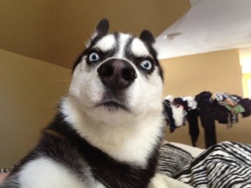 Кобила Антена і «буйний» пес Адольф: як називали тварин на Волині